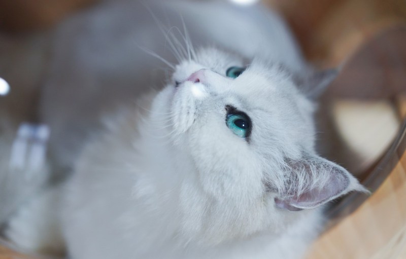 Белая кошка с зелеными глазами