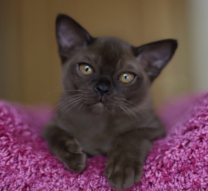 Европейская Бурманская кошка