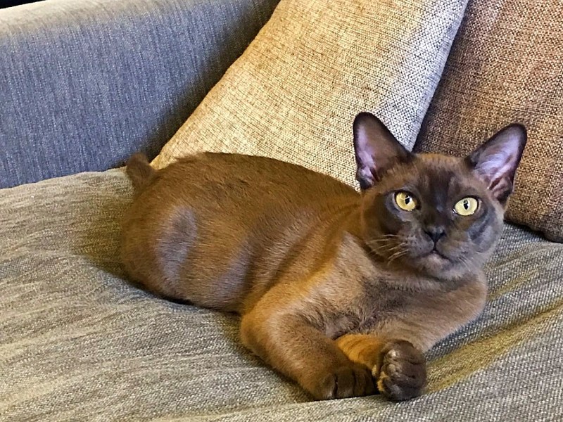 Бурманская кошка