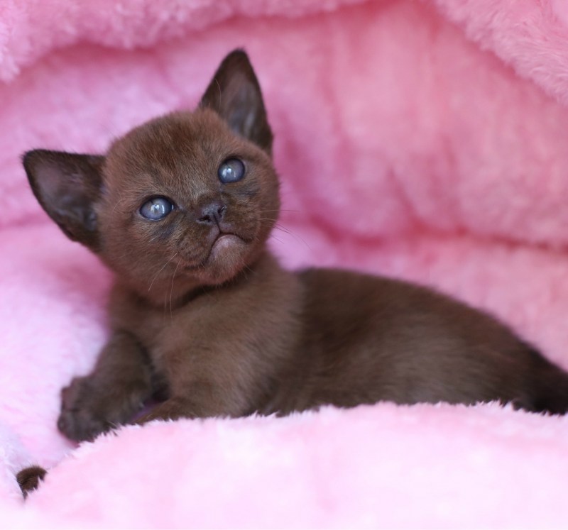 Бурманский котенок