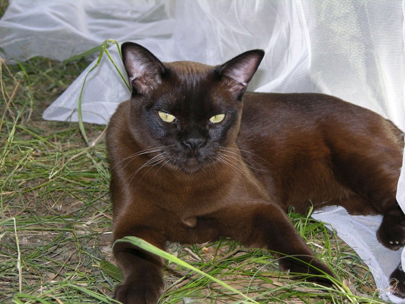 Бурманская кошка