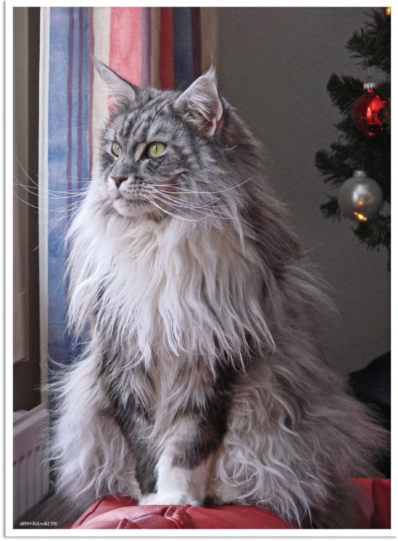 Мейн кун кошка шерсть