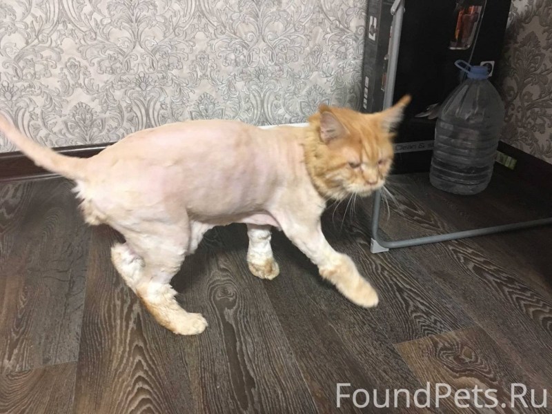 Стрижка Мейн куна Лев