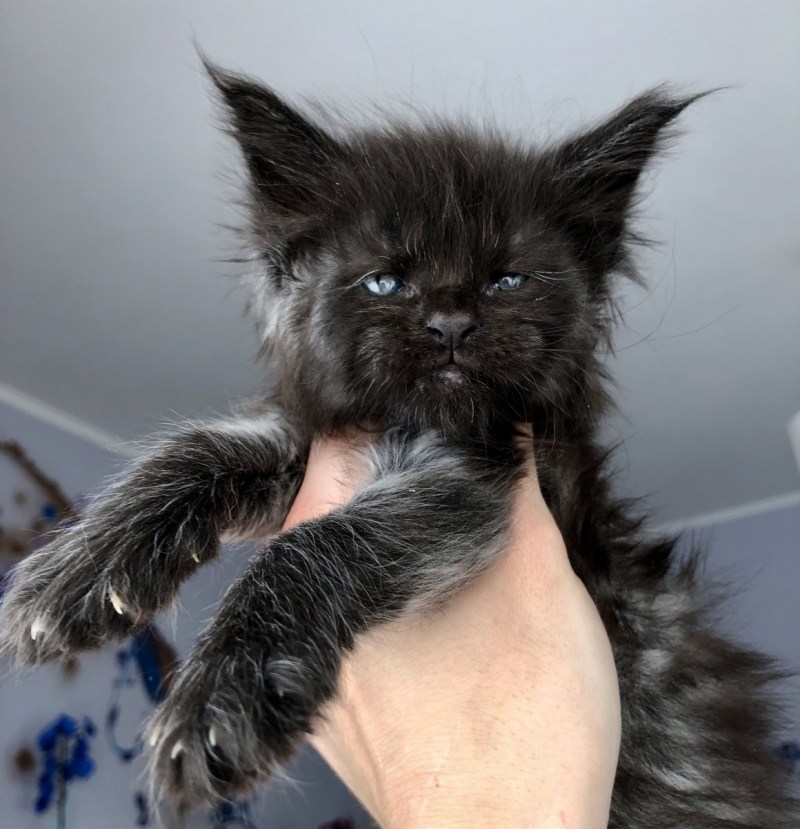 Котята оборотни Мейн кун
