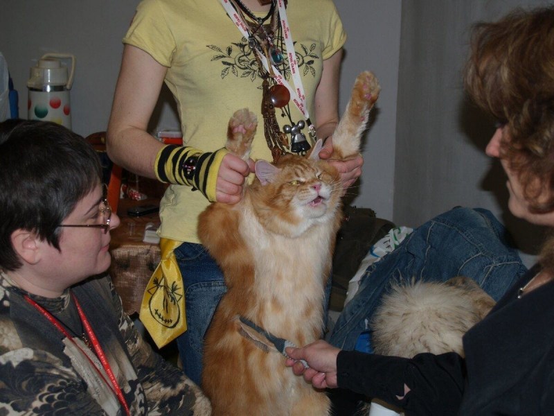 Коты породы Мейн кун