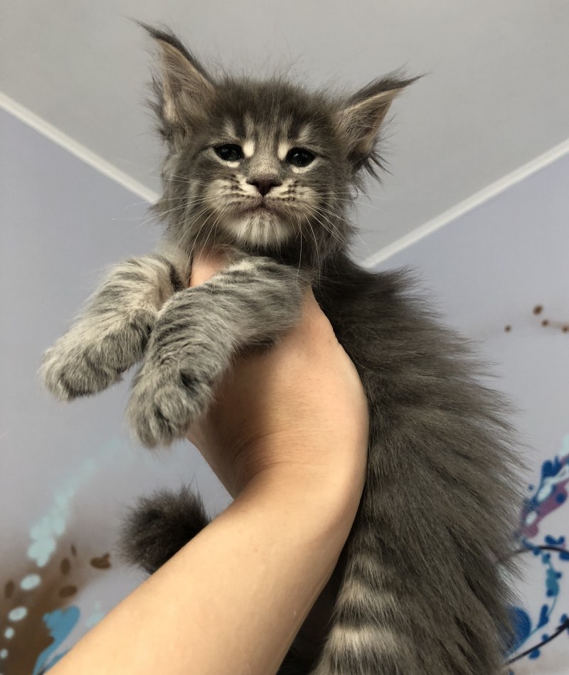 Подстриженный кот Мейн кун