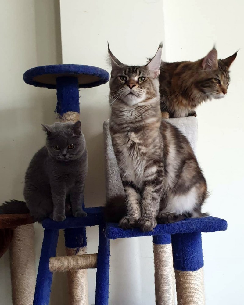 Котята Мейн кун