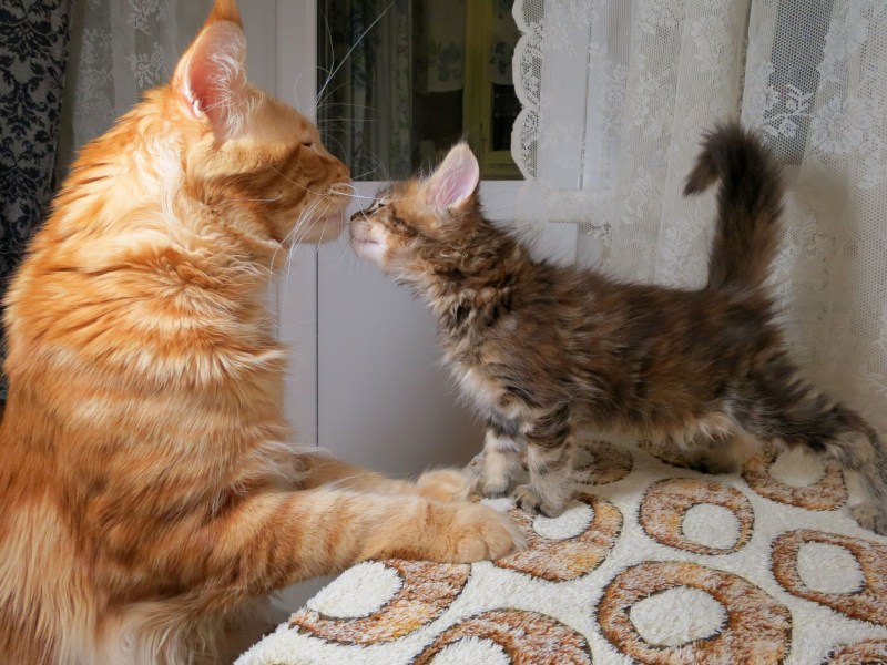 Крупные коты Мейн кун
