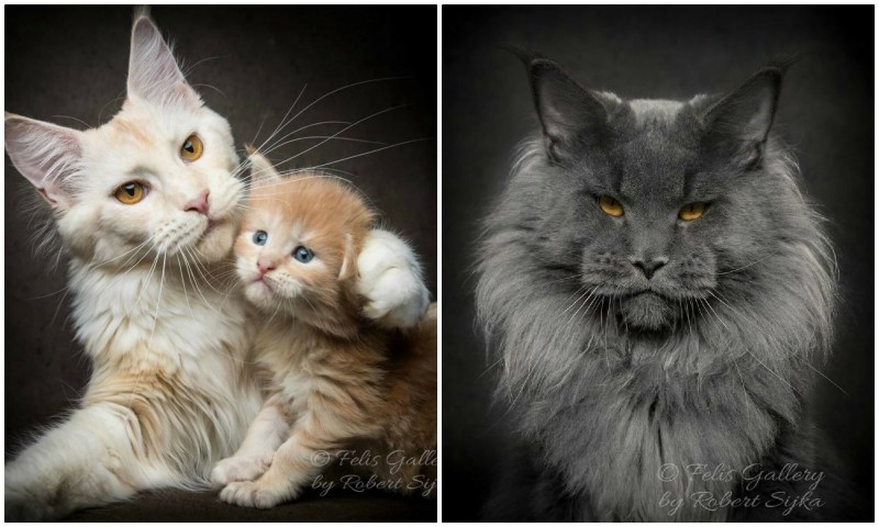 Котята Мейн куна Слепые