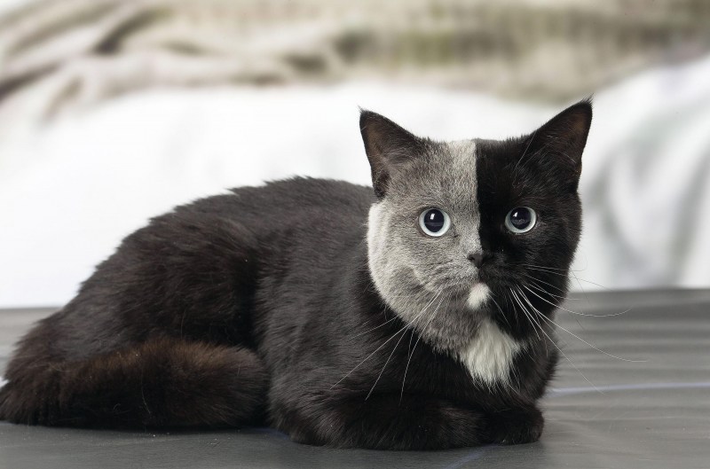 Кошка Химера Нарния