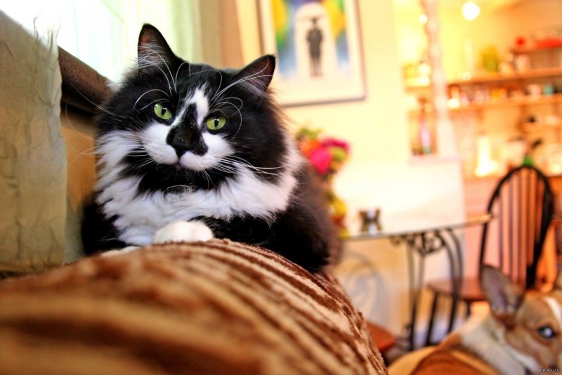 Необычные коты