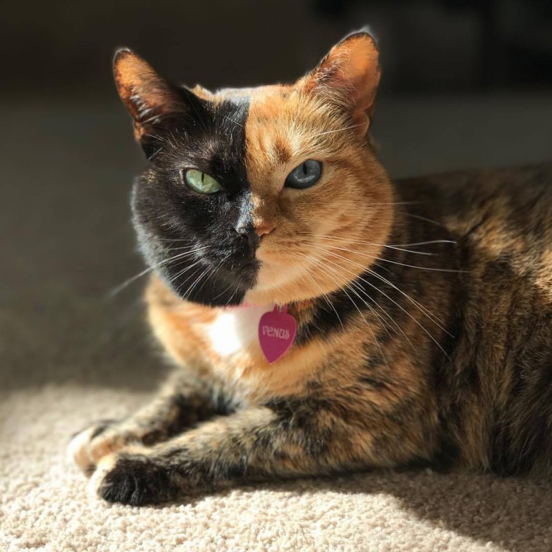 Кошка Венера
