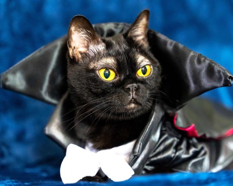 Необычный черный кот