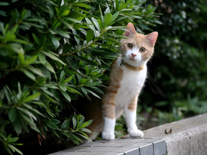 Странные котики