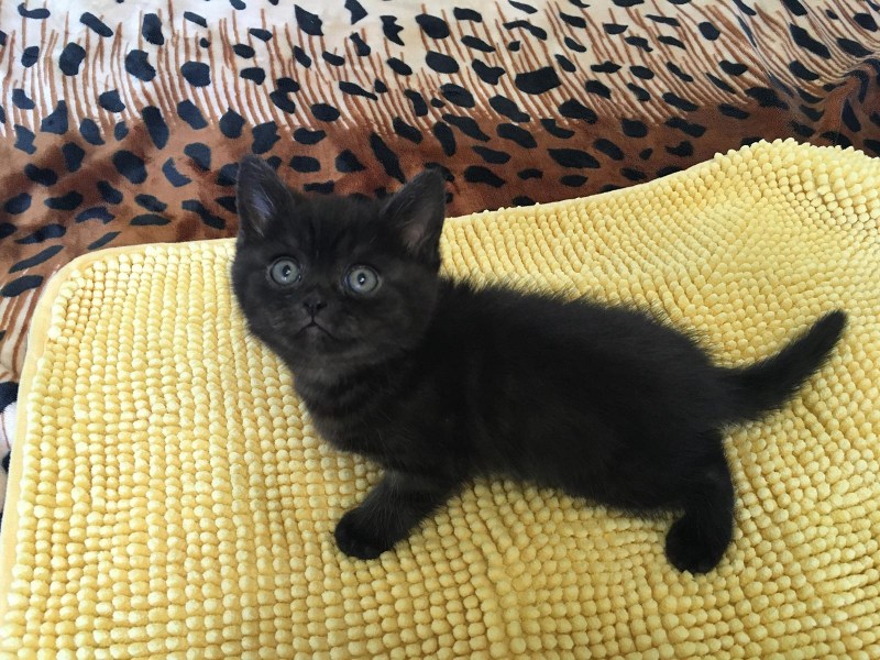 Чёрный короткошерстной коткнок
