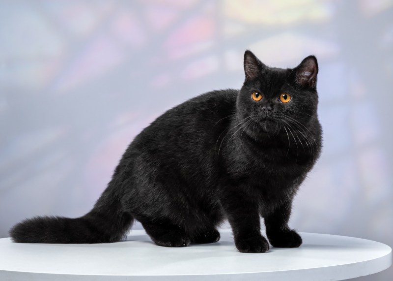 Британские короткошерстные котята черные