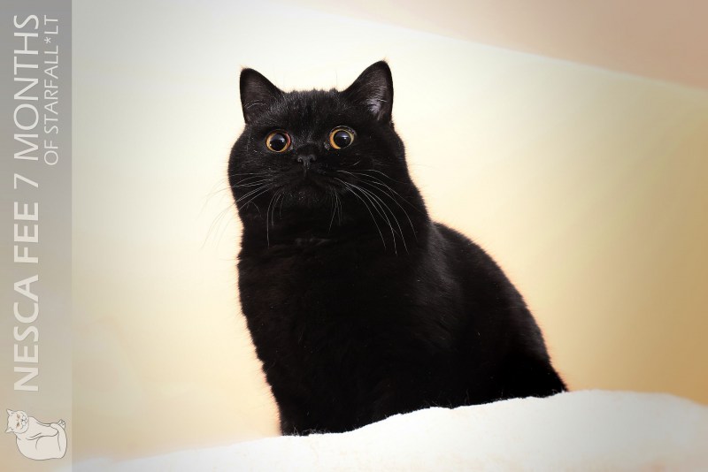 Кот британец черный