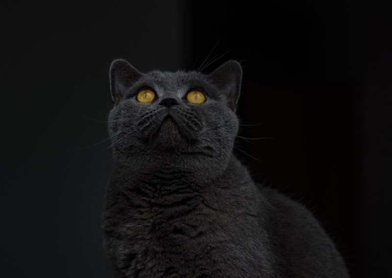 Британский короткошерстный кот