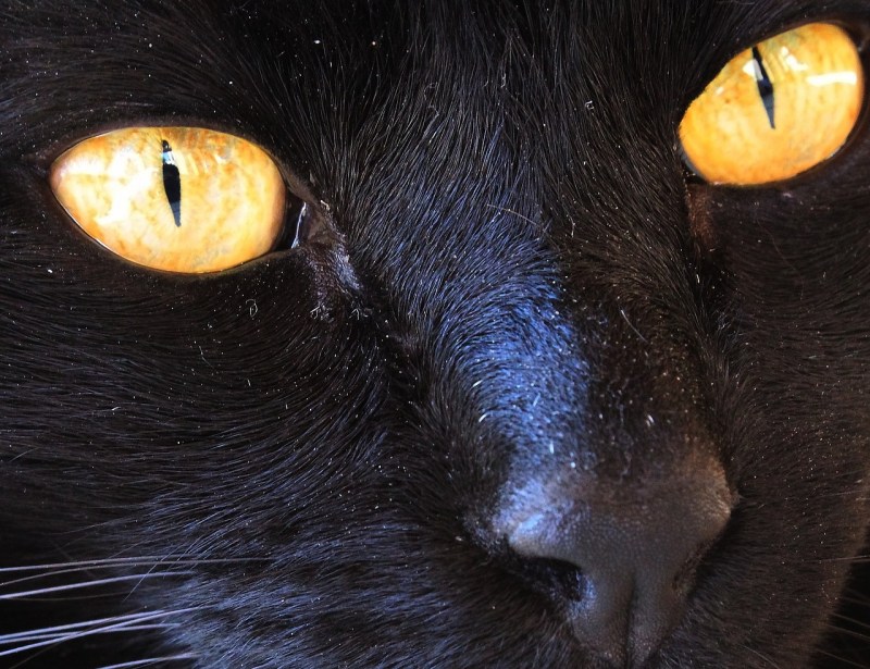 Йольский кот