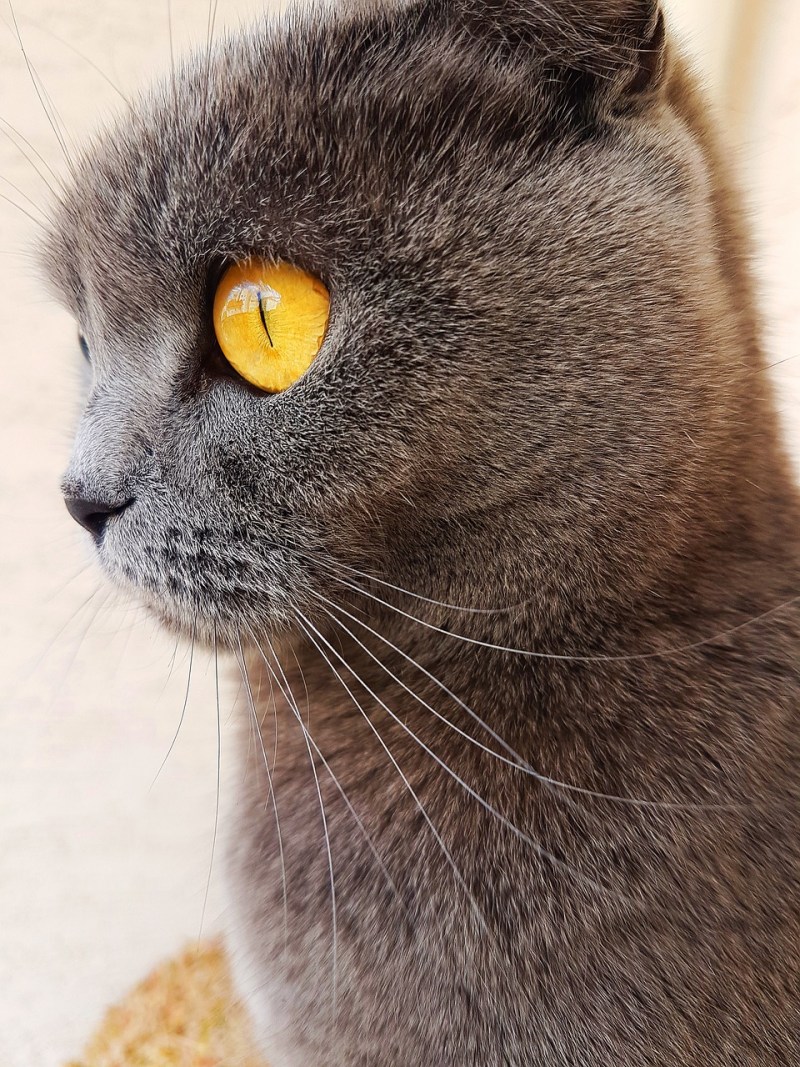 Сиамская вислоухая кошка серая