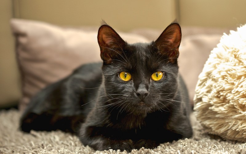 Черная кошка