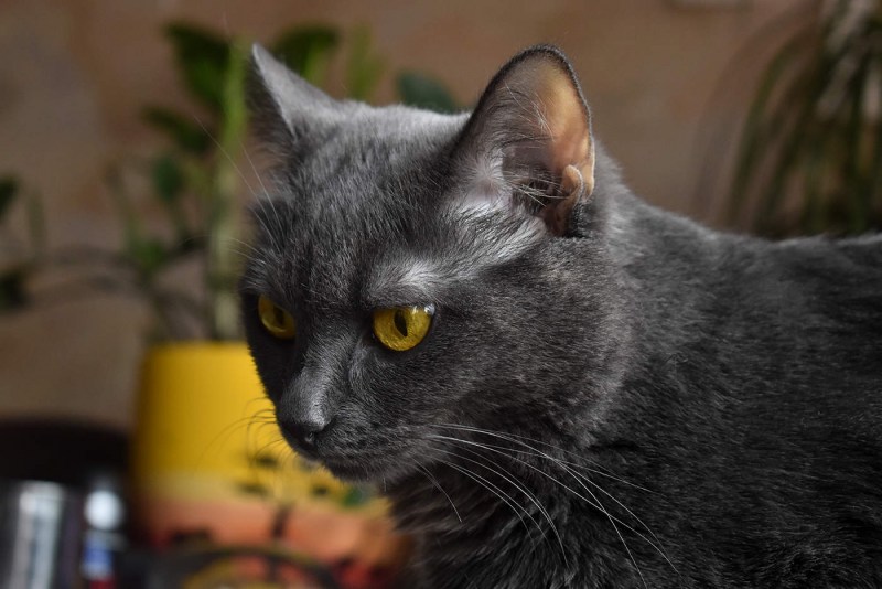 Кошка с желтыми глазами