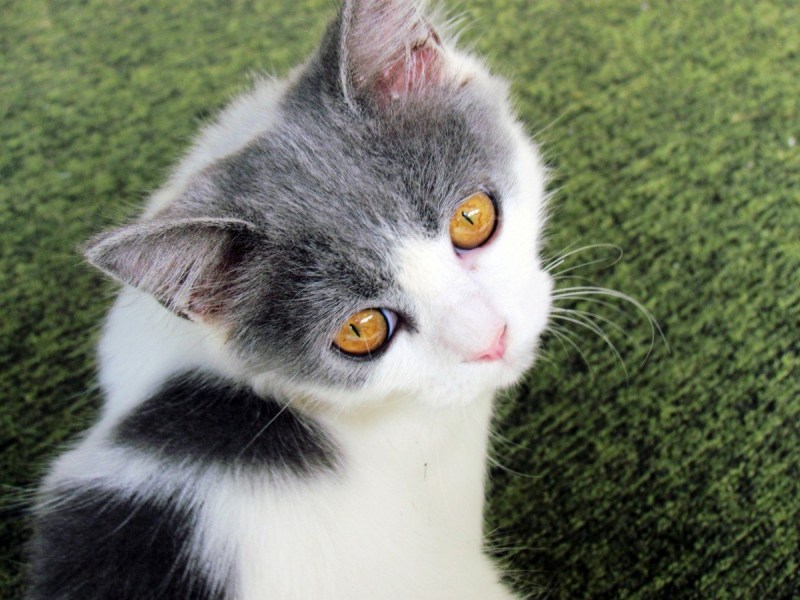 Серо белые коты
