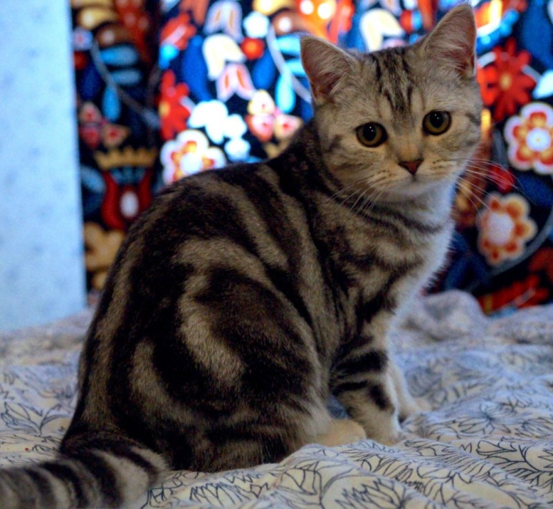 Шотландский скоттиш страйт
