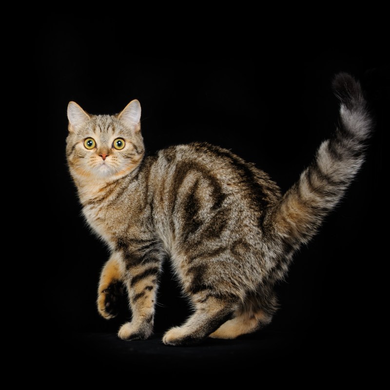 Шотландская скоттиш страйт мраморная Золотая