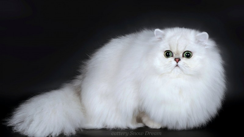 Британский кот серебристая шиншилла