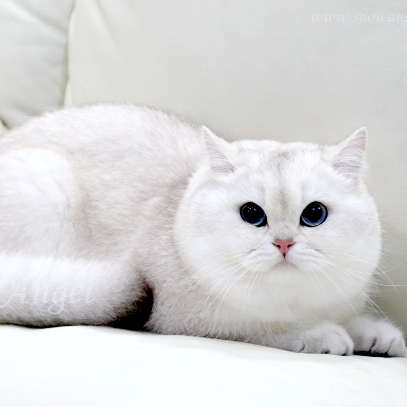Британский кот шиншилла