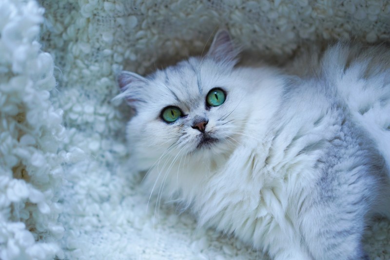 Персидская шиншилла кошка