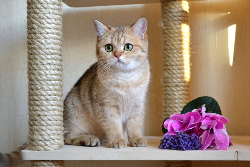 Шотландская короткошерстная шиншилла