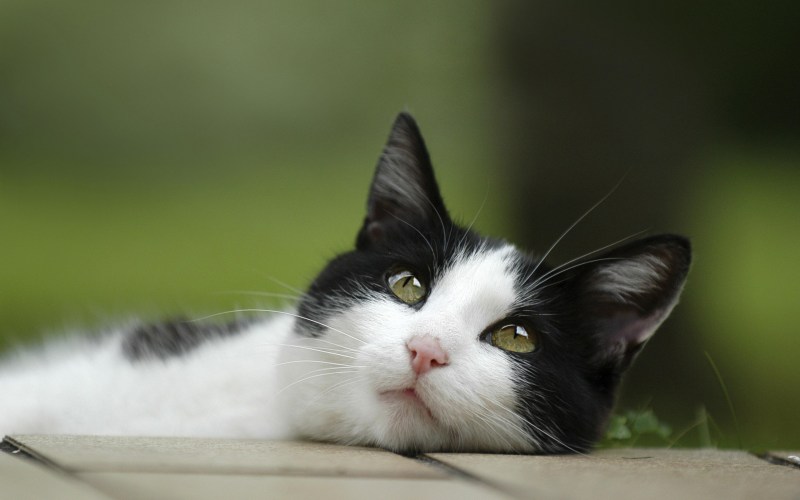 Котенок черно-белый