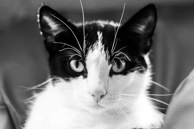 Черно белая кошка
