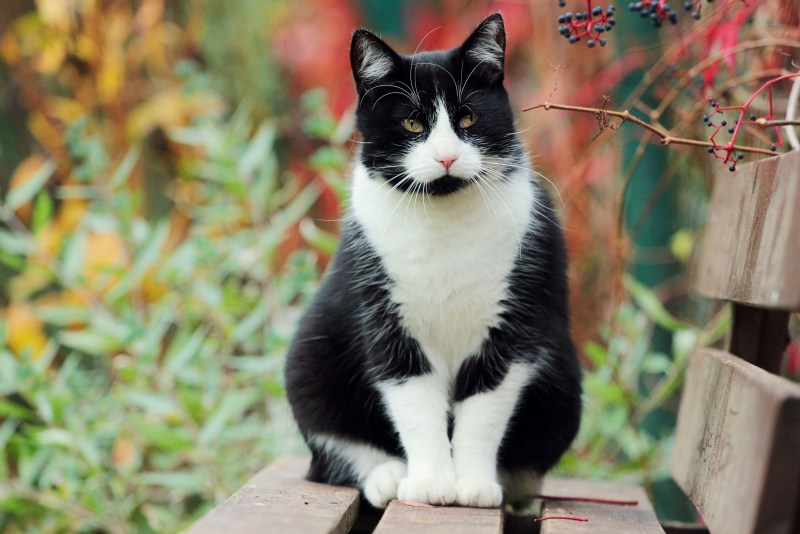 Котик черно белый