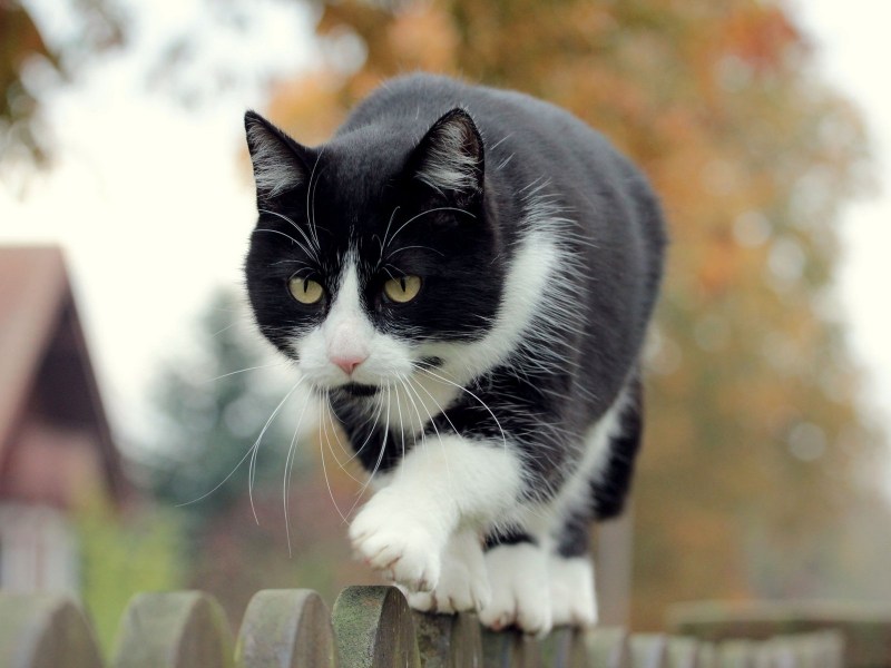 Черно белая кошка