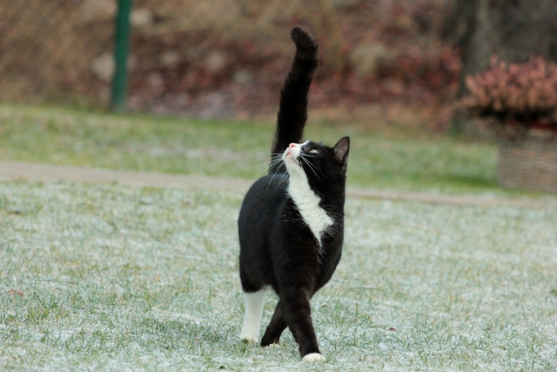 Котик черно белый