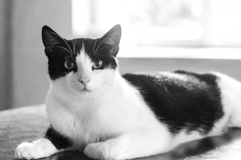 Котик черно белый