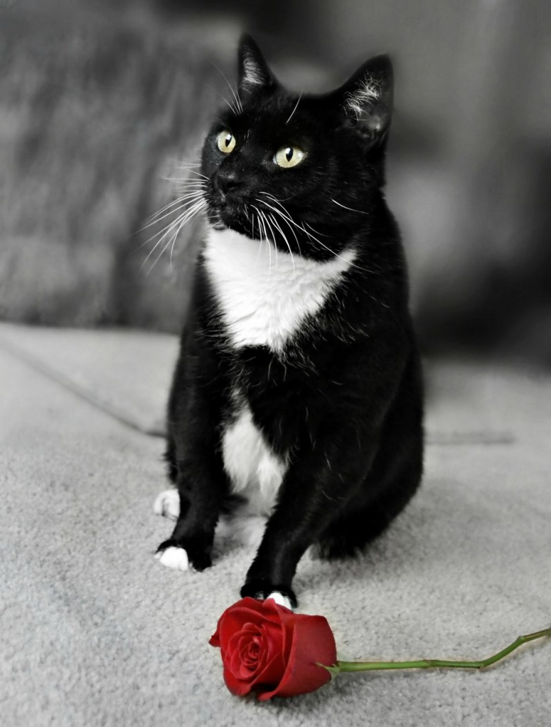 Черно белая кошка