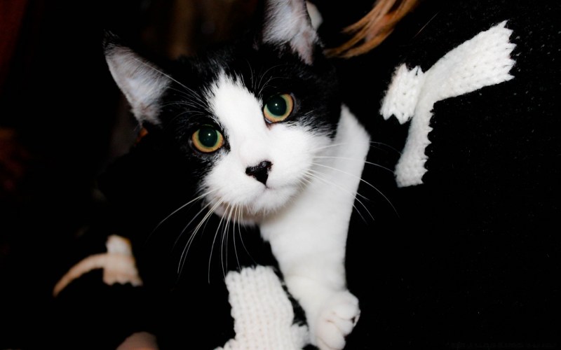 Котик черно белый