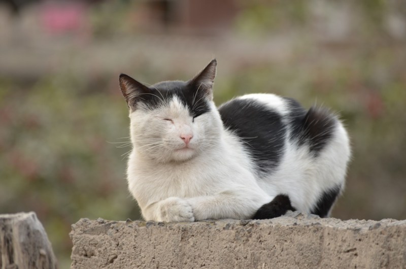 Черно белая кошка