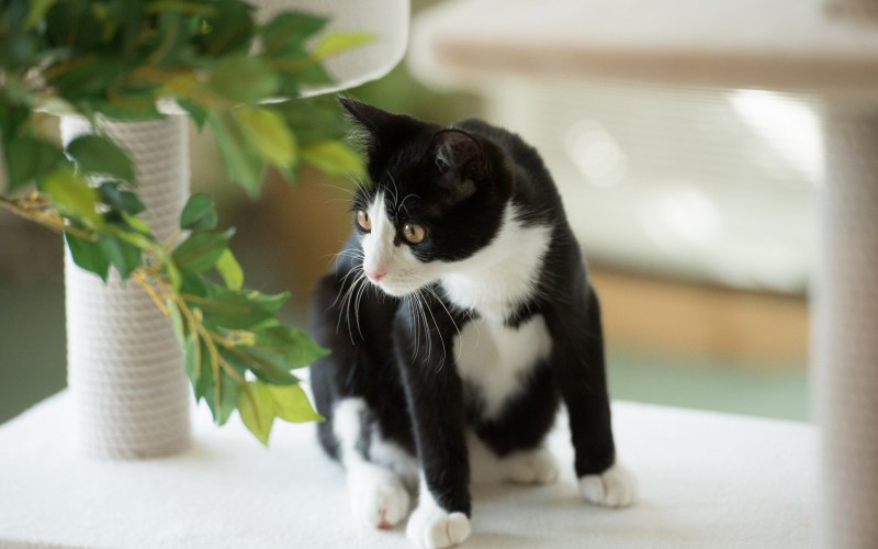 Черно белая кошечка