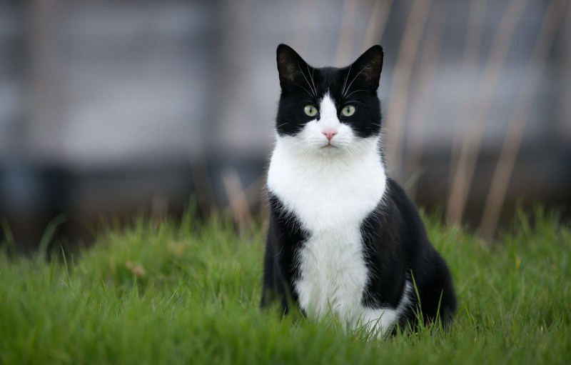 Черно белая кошка