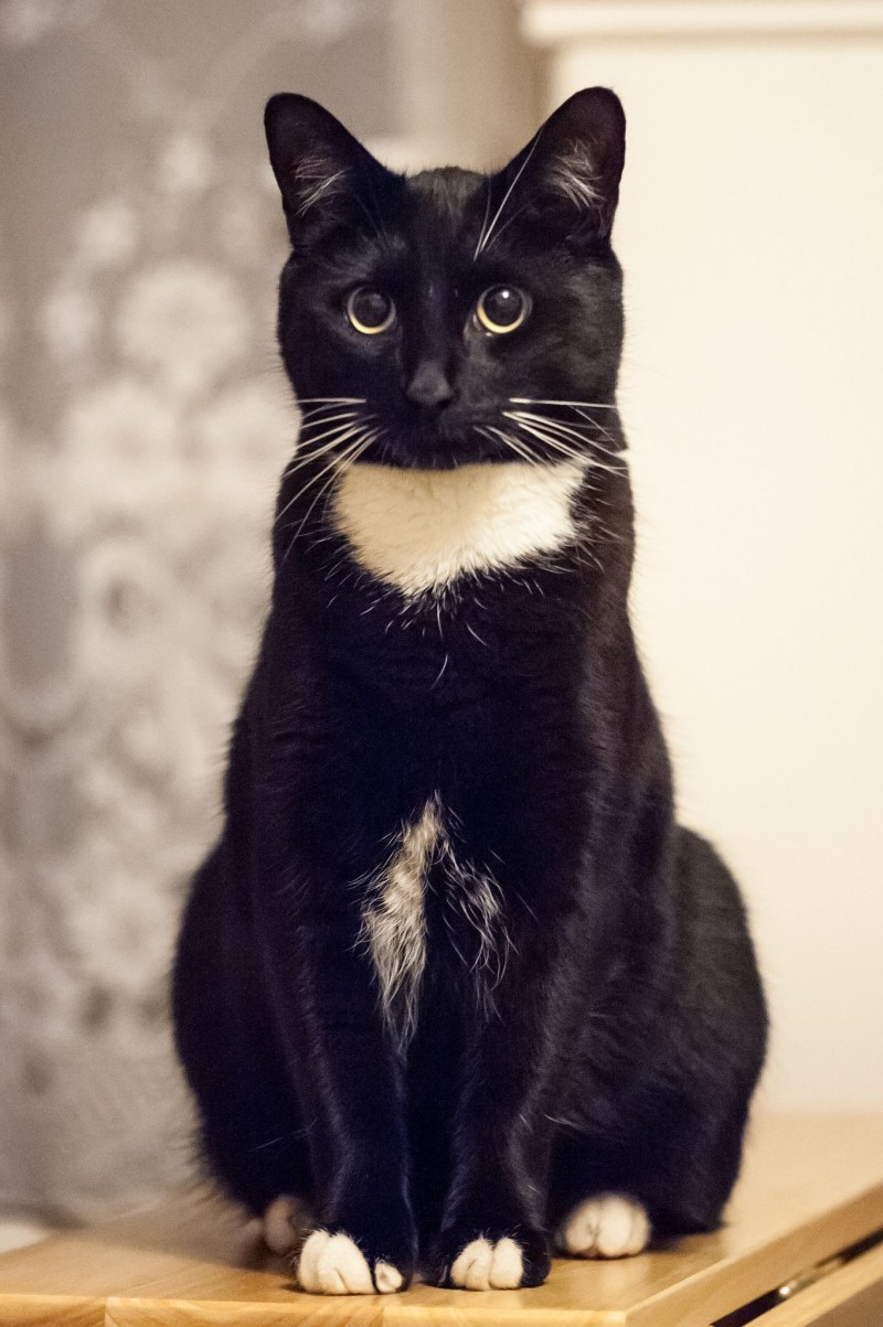 Котик черно белый