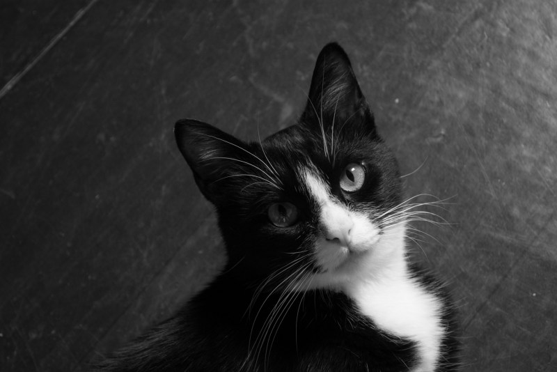 Черно белая кошка