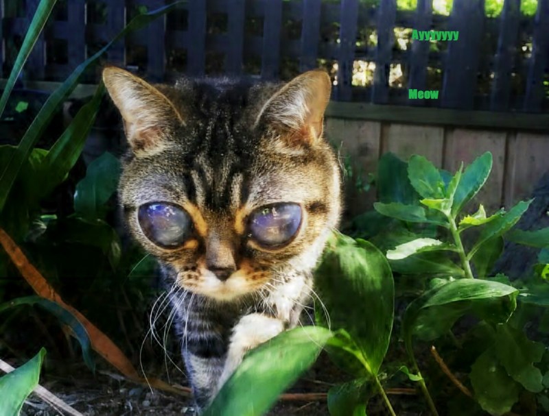 Кошка Матильда