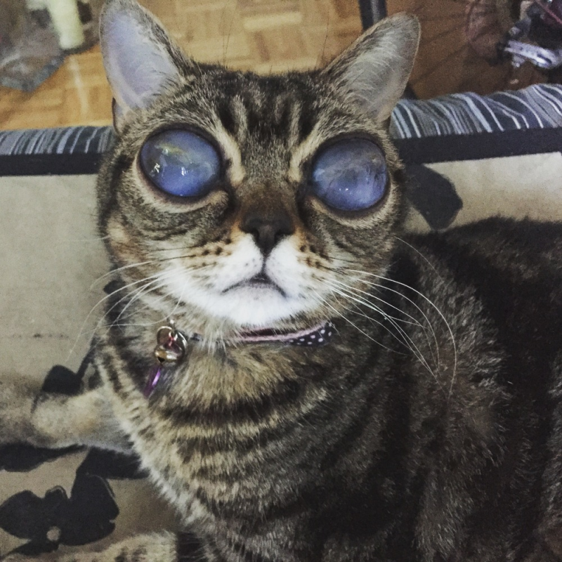 Кошка Матильда инопланетянка