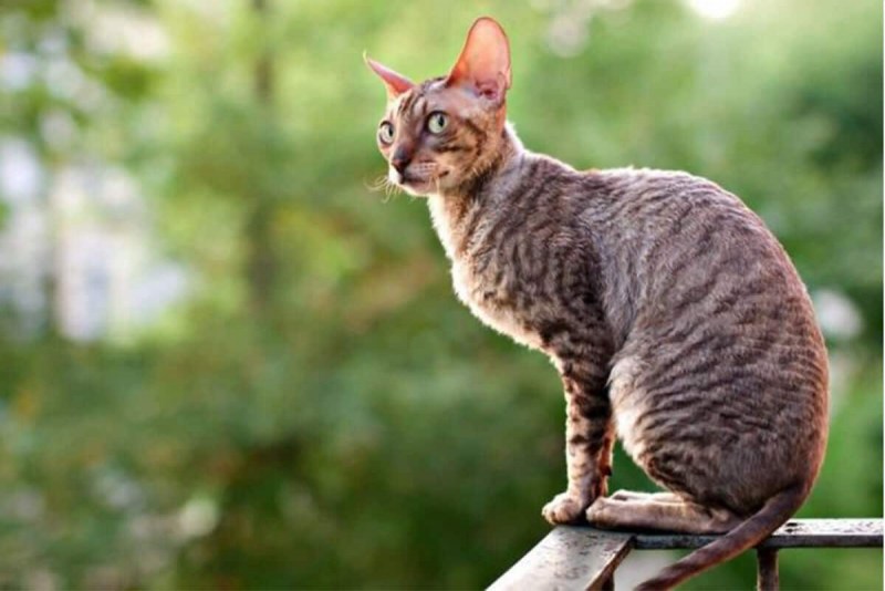 Корнуэльский рекс кошка