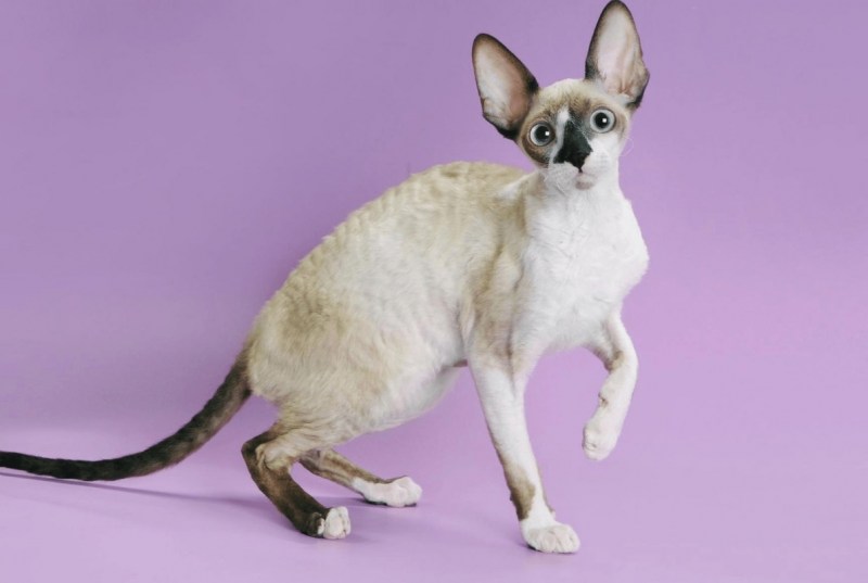 Корниш рекс кошка